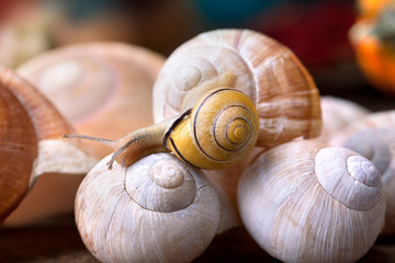 Schnecke und Schnecknhäuser