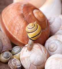 Schnecke und Schnecknh&auml;user