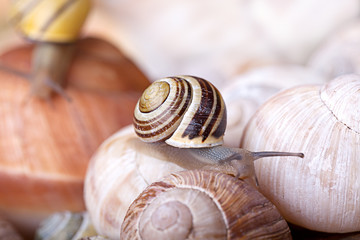 Schnecke und Schnecknhäuser