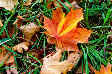 leaves