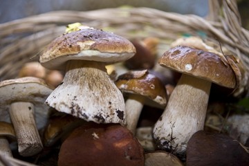 Cep Mushroom
