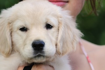 Regard tristr d'un chiot