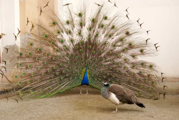 Crédence de cuisine en verre imprimé Paon Male peacock tail spread tail-feathers