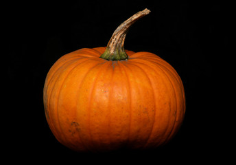 Pumpkin