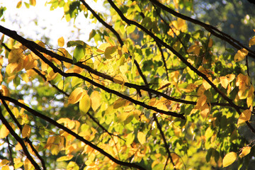 Tree branch with yellow leaves in autumn park. Background.