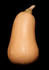 Butternut Squash