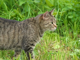 Obraz premium Hunting cat