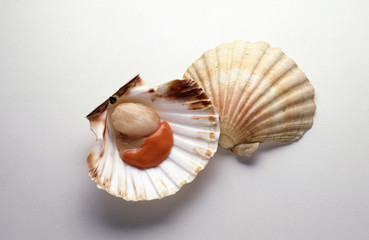 Coquille Saint Jacques