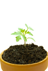 pot with tomato plant