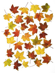 autumn leaves isolated
