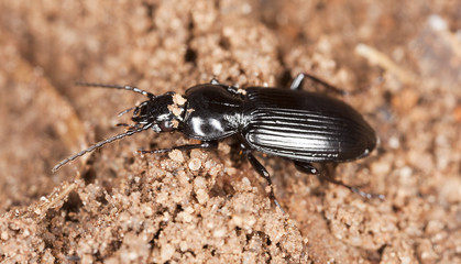 Ground beetle sitting on wood, macro photo