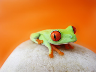 Rotaugenlaubfrosch 98, Agalychnis callidryas