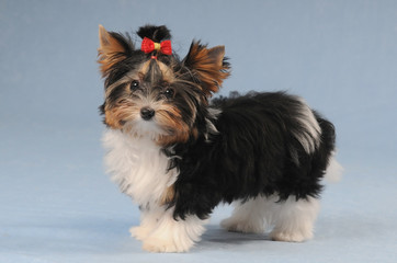 Cute little puppy on blue background