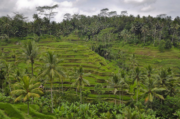 Fototapeta na wymiar Reisterrassen Bali