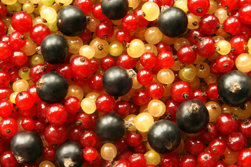 Berries of black red and white currant