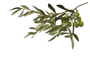 Olive branch