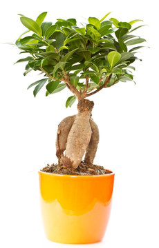 bonsai ficus tree