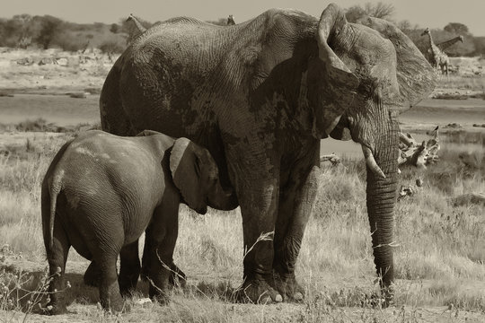 Allattamento elefante