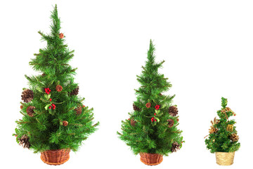 Three Christmas Trees