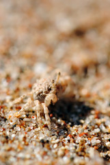 Краб. Макро