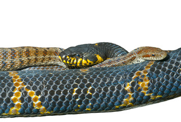 Fototapeta premium Two snakes 6