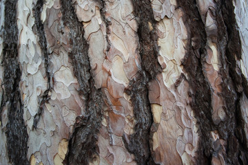 Tree bark - obrazy, fototapety, plakaty