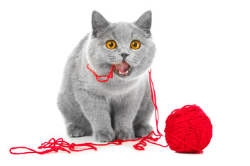 British blue cat chewing red ball of threads - 35851601