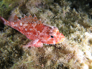Fototapeta na wymiar Fish Scorpion (