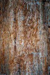 Tannenbaum. Rind