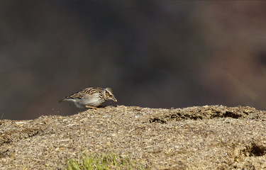 Lullula arborea - Alouette lulu - Woodlark