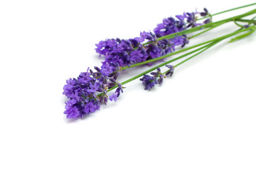 Sprigs of Lavender isolated on white background