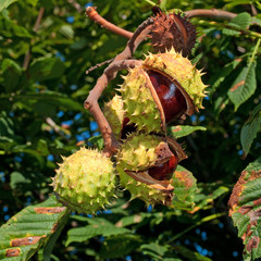 Rosskastanie - Aesculus hippocastanum