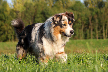 Australian Shepherd