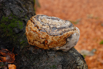 Funghi