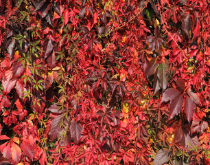 virginia creeper leaves in autumns colors