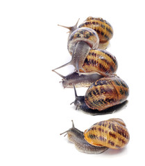 land snails