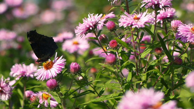 Butterfly in Pink Flowers