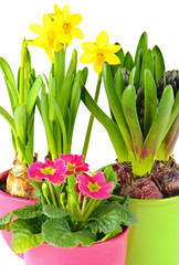 colorful spring flowers. hyacinth, primroses, narcissus