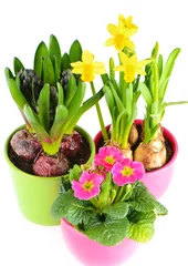Tuinposter colorful spring flowers. hyacinth, pink primroses, yellow narcis © LiliGraphie