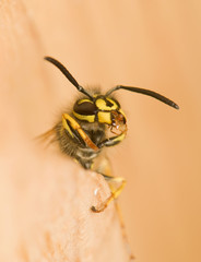 Wasp