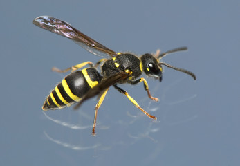 Wasp