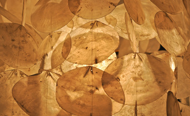 shell abstract background