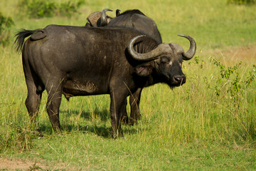 Male African water buffalo in grassland