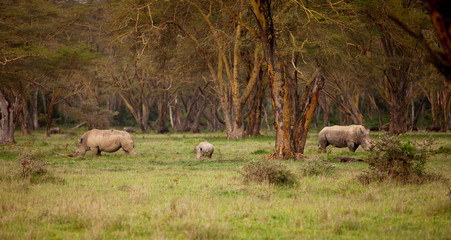 Couple of white Rhino in Lake Nakuru Africa
