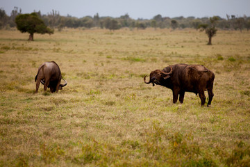 Obraz na płótnie Canvas Two African buffalo