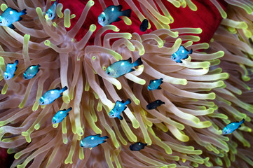 Damselfishes over sea anemone. - obrazy, fototapety, plakaty