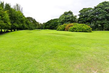 green grass field in the park