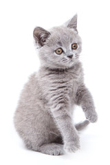 Fototapeta na wymiar British kitten on white background