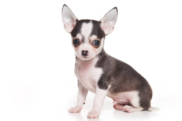 Chihuahua puppy on white background