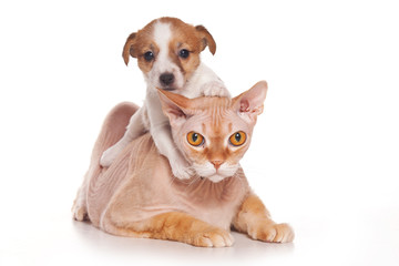 Jack Russell Terrier puppy and sphinx cat